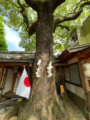 若一神社の自然
