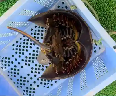 八幡宮(山口県)