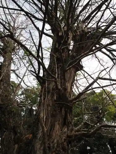 赤坂氷川神社(東京都)