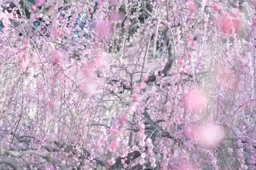 大縣神社の自然