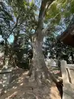 大歳神社の{uncategorized: "未分類", other: "その他", undefined: "問題あり", building: "その他建物", grave: "お墓", sacred_gate: "鳥居", guardian: "狛犬", statue: "像", buddha: "仏像", history: "歴史", nature: "自然", garden: "庭園", animal: "動物", pagoda: "塔", temizu: "手水舎", mountain_gate: "山門・神門", sanctuary: "本殿・本堂", subordinate: "末社・摂社", art: "芸術", scenery: "景色", jizo: "地蔵", ema: "絵馬", goshuin: "御朱印", omikuji: "おみくじ", items: "授与品その他", amulet: "お守り", goshuincho: "御朱印帳", eats: "食事", festival: "お祭り", votive_dance: "神楽", shichigosan: "七五三参", wedding: "結婚式", experience: "体験その他", initially: "初詣", around: "周辺", anti_infection: "感染症対策"}
