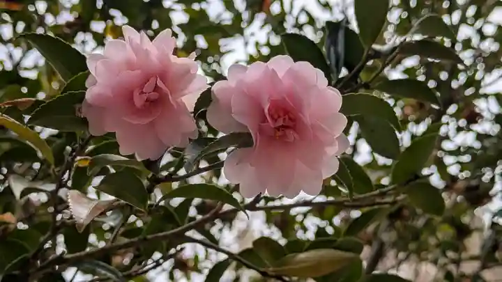 半木神社(賀茂別雷神社境外末社)(京都府)