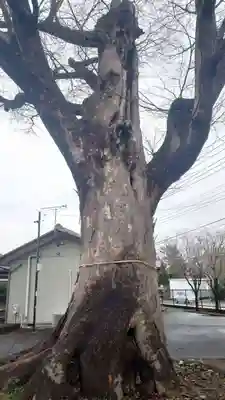 新町八坂神社(群馬県)