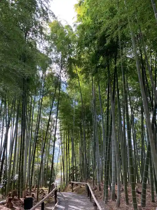 高台寺(高台寿聖禅寺・高臺寺)の自然