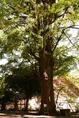 富貴寺(大分県)