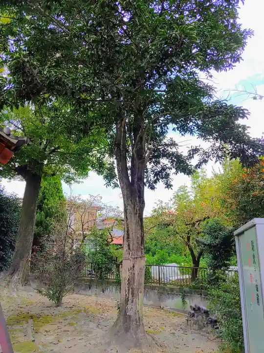 竹生島神社の自然