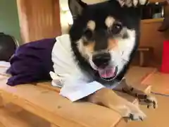 日本唯一香辛料の神　波自加彌神社の動物