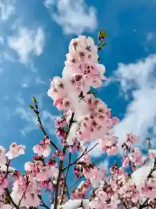 土津神社|こどもと出世の神さまの自然(2023年04月10日(月) 14時13分27秒投稿)