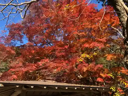 普門寺(切り絵御朱印発祥の寺)の自然