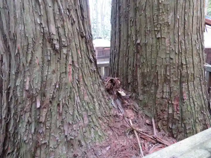 小野神社の自然