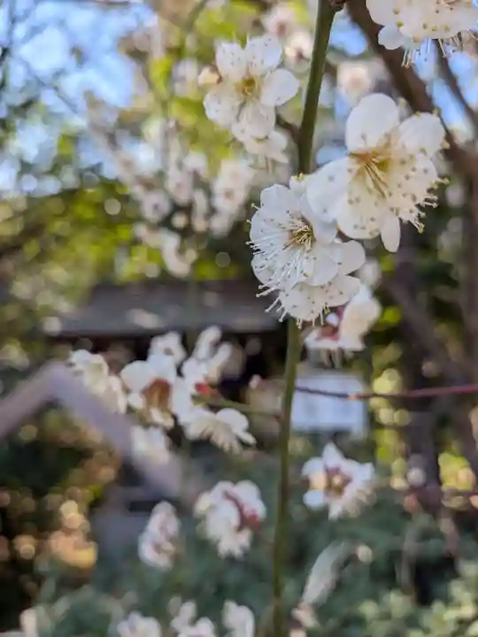 阿佐ヶ谷神明宮(東京都)