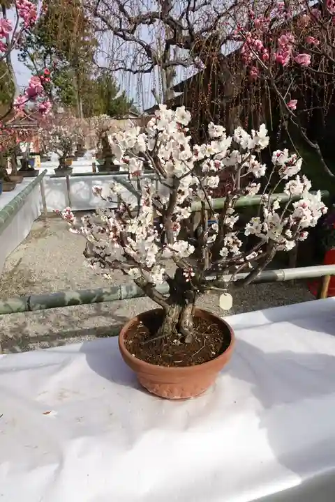 菅原天満宮(菅原神社)の自然