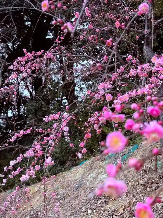大縣神社(愛知県)