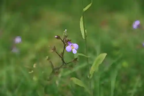 三春大神宮の自然