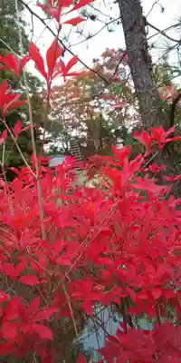 鍬山神社(京都府)