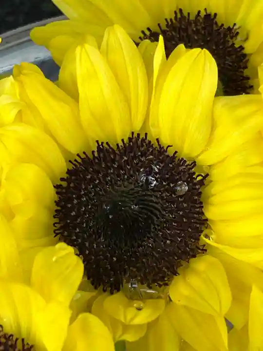 上尾御嶽神社の手水舎