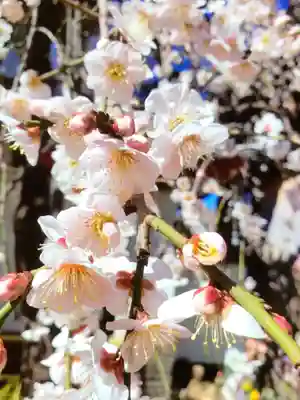 成願寺(東京都)
