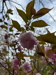 大宮温泉神社(栃木県)(2023年04月12日(水) 08時00分08秒投稿)