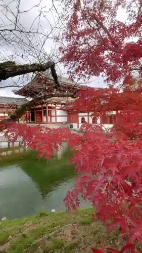 平等院の{uncategorized: "未分類", other: "その他", undefined: "問題あり", building: "その他建物", grave: "お墓", sacred_gate: "鳥居", guardian: "狛犬", statue: "像", buddha: "仏像", history: "歴史", nature: "自然", garden: "庭園", animal: "動物", pagoda: "塔", temizu: "手水舎", mountain_gate: "山門・神門", sanctuary: "本殿・本堂", subordinate: "末社・摂社", art: "芸術", scenery: "景色", jizo: "地蔵", ema: "絵馬", goshuin: "御朱印", omikuji: "おみくじ", items: "授与品その他", amulet: "お守り", goshuincho: "御朱印帳", eats: "食事", festival: "お祭り", votive_dance: "神楽", shichigosan: "七五三参", wedding: "結婚式", experience: "体験その他", initially: "初詣", around: "周辺", anti_infection: "感染症対策"}