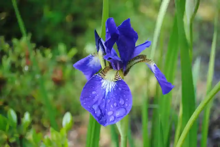 三春駒神社(福島県)