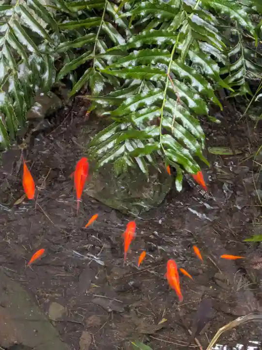 馬橋稲荷神社(東京都)
