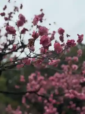 太宰府天満宮の{uncategorized: "未分類", other: "その他", undefined: "問題あり", building: "その他建物", grave: "お墓", sacred_gate: "鳥居", guardian: "狛犬", statue: "像", buddha: "仏像", history: "歴史", nature: "自然", garden: "庭園", animal: "動物", pagoda: "塔", temizu: "手水舎", mountain_gate: "山門・神門", sanctuary: "本殿・本堂", subordinate: "末社・摂社", art: "芸術", scenery: "景色", jizo: "地蔵", ema: "絵馬", goshuin: "御朱印", omikuji: "おみくじ", items: "授与品その他", amulet: "お守り", goshuincho: "御朱印帳", eats: "食事", festival: "お祭り", votive_dance: "神楽", shichigosan: "七五三参", wedding: "結婚式", experience: "体験その他", initially: "初詣", around: "周辺", anti_infection: "感染症対策"}
