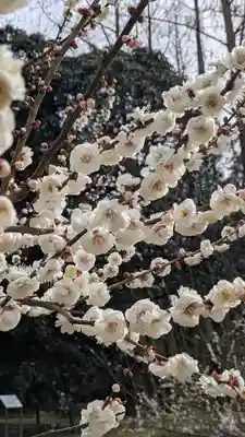 半木神社（賀茂別雷神社境外末社）(京都府)