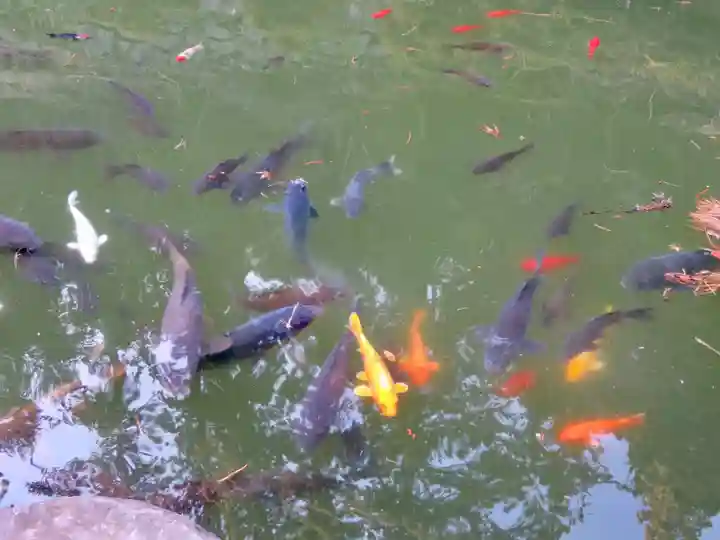 妙義神社の動物