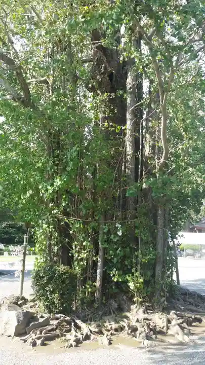 健軍神社の自然