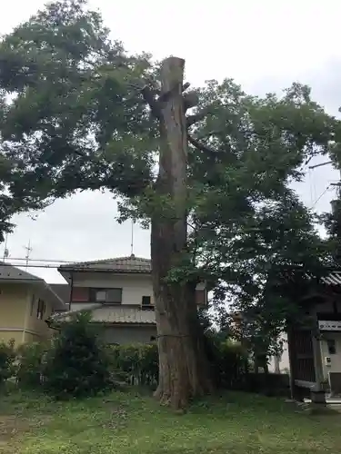 膳所神社の自然