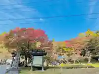 11/1の紅葉状況