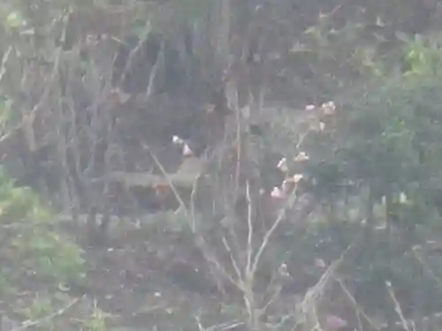 鶴岡八幡宮の自然