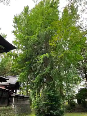 大物忌神社の自然