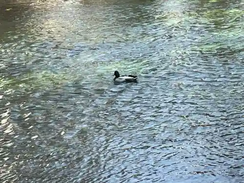富士山本宮浅間大社の{uncategorized: "未分類", other: "その他", undefined: "問題あり", building: "その他建物", grave: "お墓", sacred_gate: "鳥居", guardian: "狛犬", statue: "像", buddha: "仏像", history: "歴史", nature: "自然", garden: "庭園", animal: "動物", pagoda: "塔", temizu: "手水舎", mountain_gate: "山門・神門", sanctuary: "本殿・本堂", subordinate: "末社・摂社", art: "芸術", scenery: "景色", jizo: "地蔵", ema: "絵馬", goshuin: "御朱印", omikuji: "おみくじ", items: "授与品その他", amulet: "お守り", goshuincho: "御朱印帳", eats: "食事", festival: "お祭り", votive_dance: "神楽", shichigosan: "七五三参", wedding: "結婚式", experience: "体験その他", initially: "初詣", around: "周辺", anti_infection: "感染症対策"}