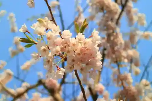 志波彦神社・鹽竈神社の自然