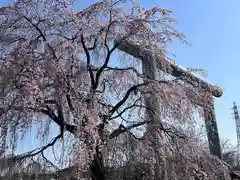 櫻木神社(千葉県)