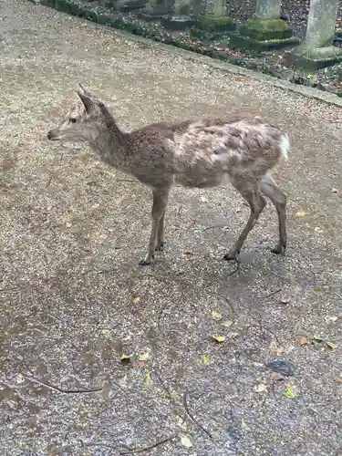 春日大社の動物