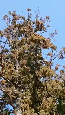 住吉神社の自然