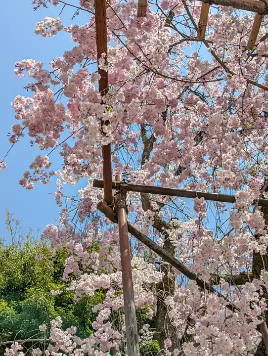 賀茂別雷神社(上賀茂神社)(京都府)