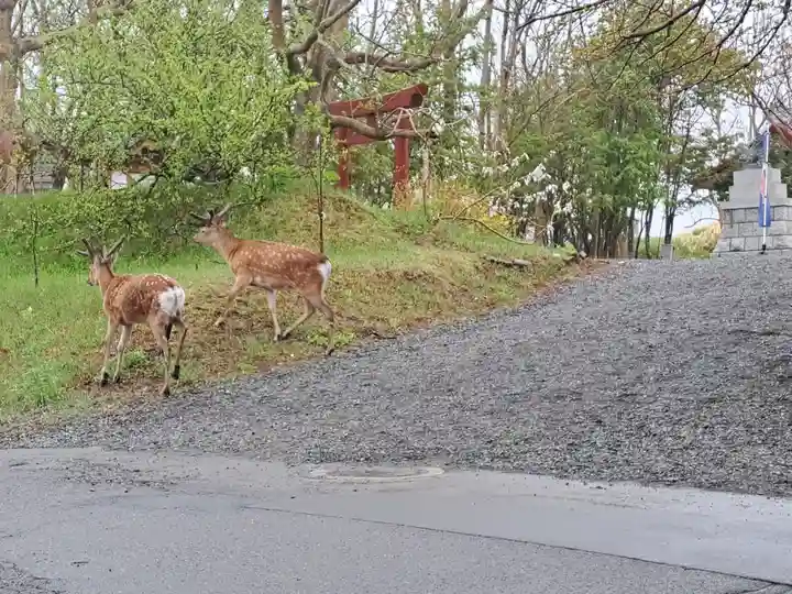 釧路一之宮 厳島神社の動物