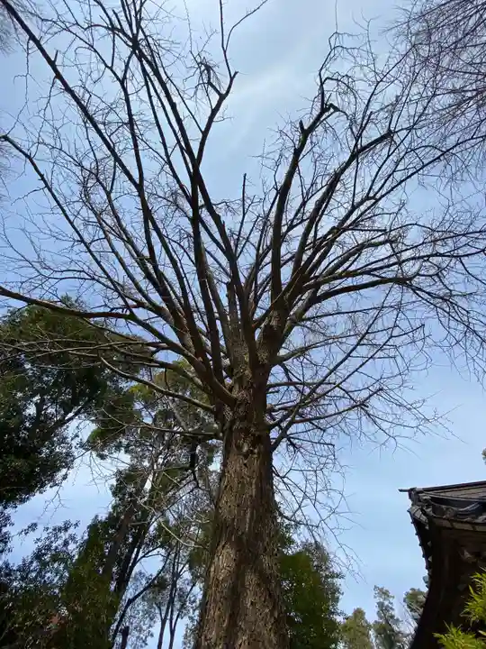 田無神社の自然