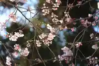 大六天麻王神社の自然