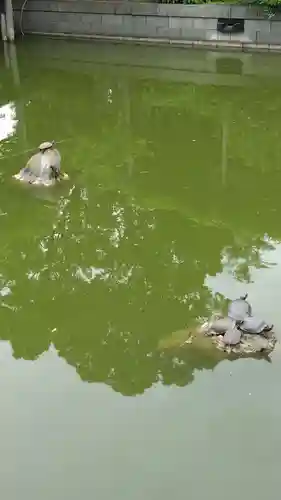 亀戸天神社(東京都)