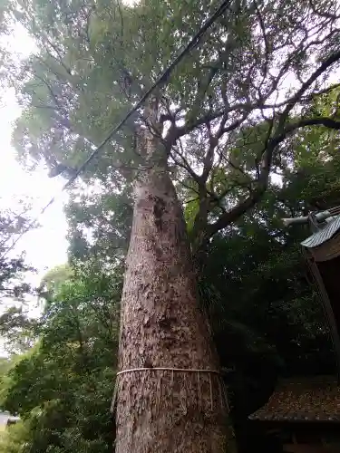 鎮西大社諏訪神社(長崎県)