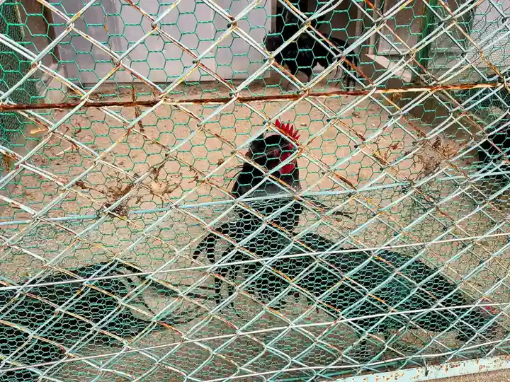 玉祖神社(山口県)