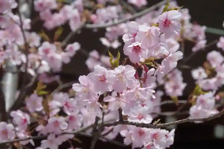 東京大神宮の自然