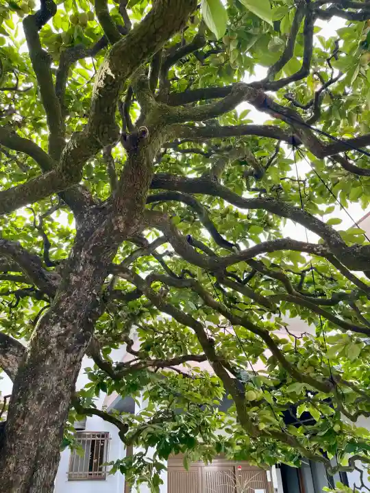 花蔵院(東京都)
