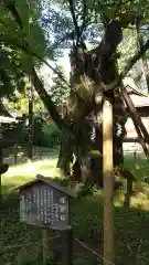 蠶養國神社の自然