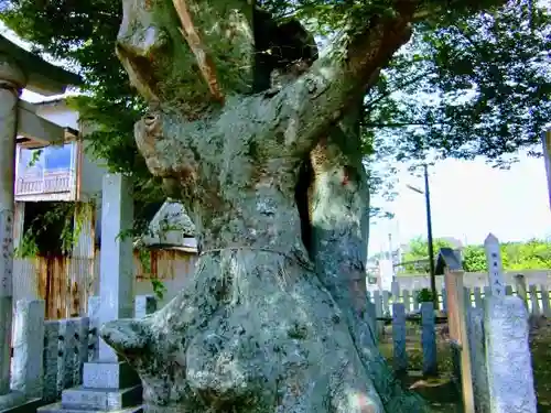 素鵞熊野神社の自然