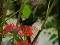 普門寺(切り絵御朱印発祥の寺)の動物